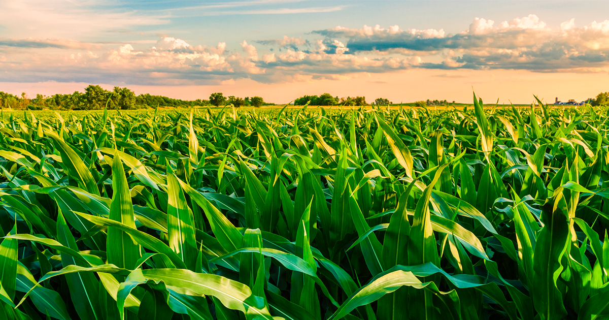 A corn field