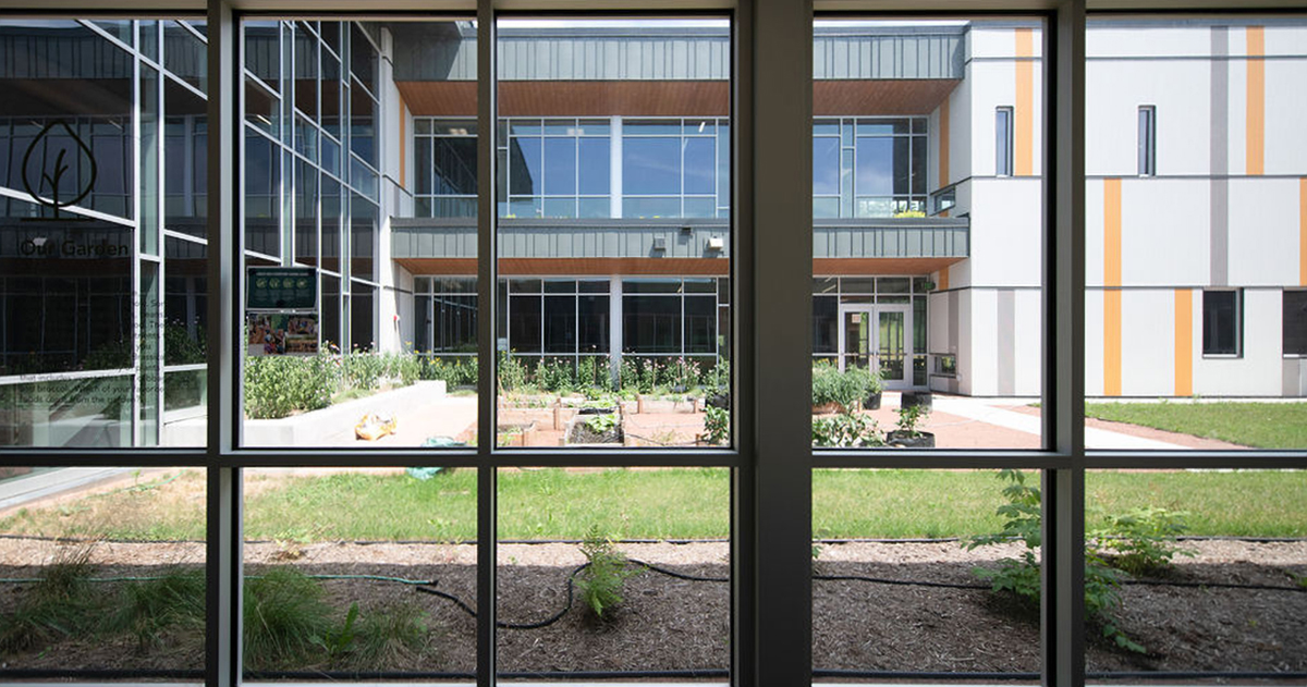 A garden in the courtyard, looking through a window pane